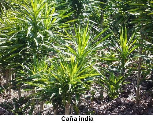 Caña India.jpg